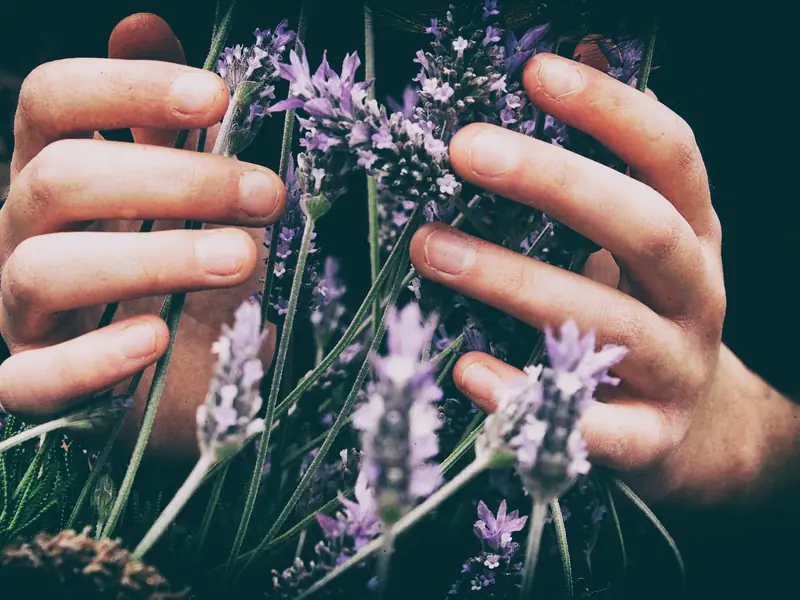 Hænder, der samler stilke af frisk lavendel