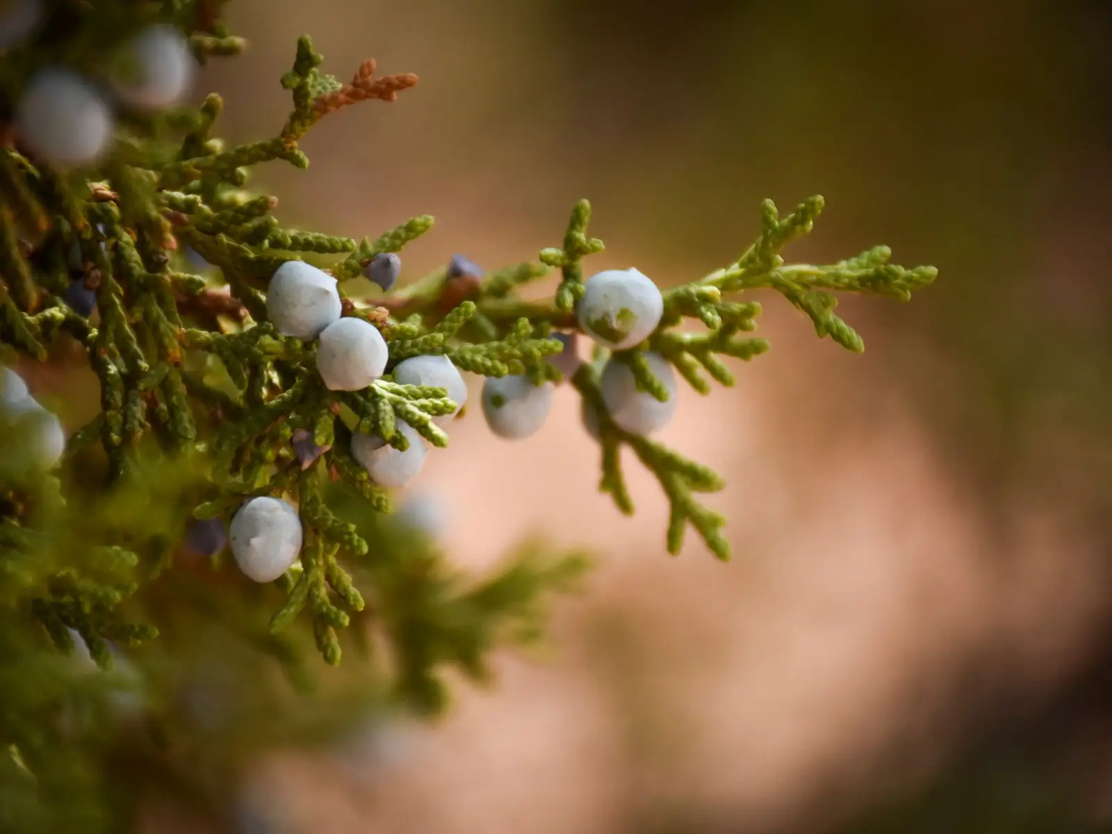 Juniper berries on the branch, the botanical behind gin