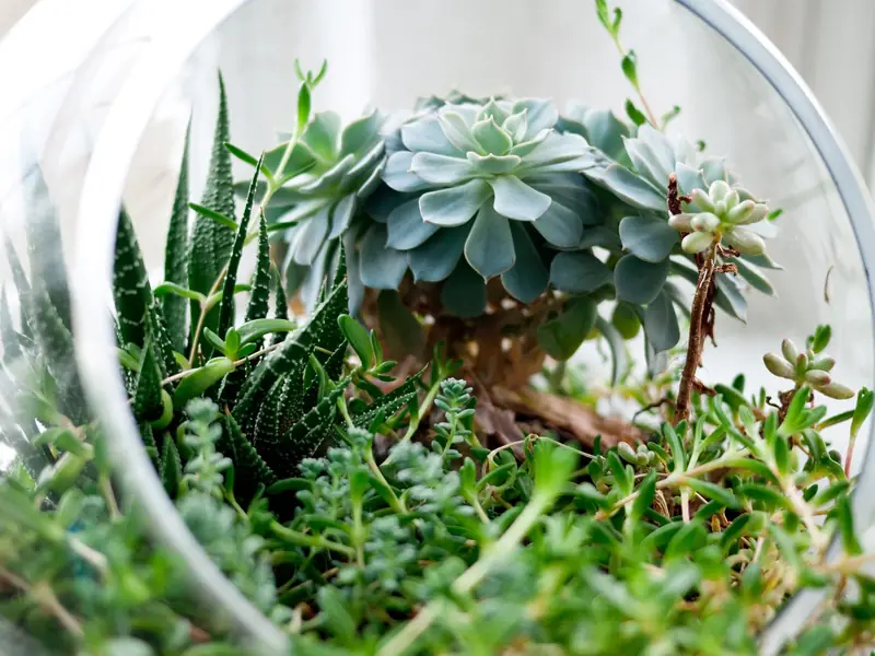 Sukkulenter plantet i et glasterrarium