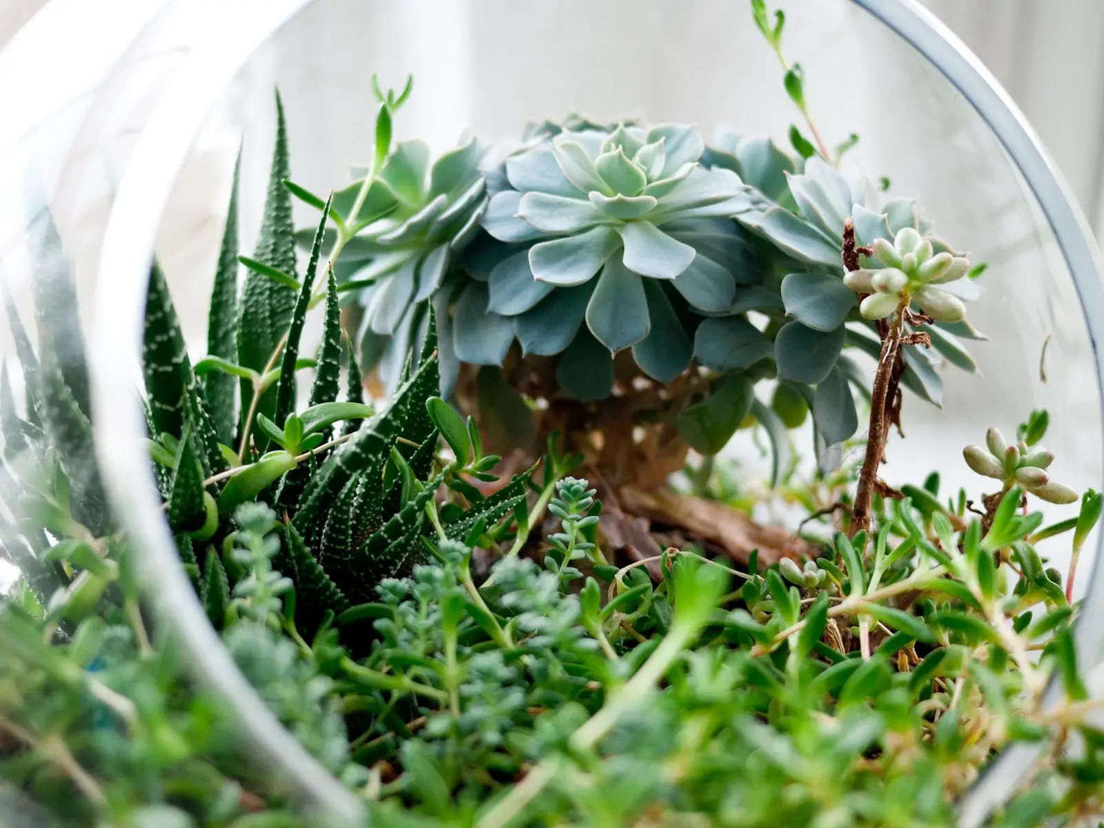Vetplantjes in een glazen terrarium